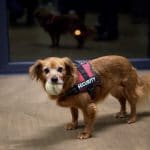 AI Security NPL Spike Reply Security Hund