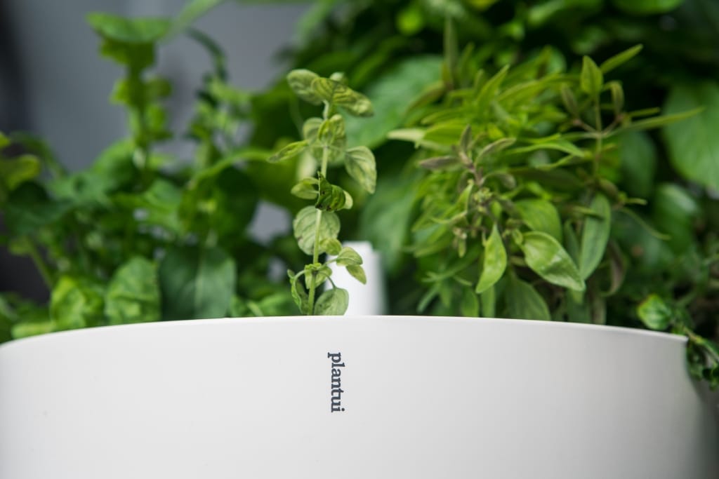 Plantui Smart Garden Oregano Rocket Salad Snapdragon 01