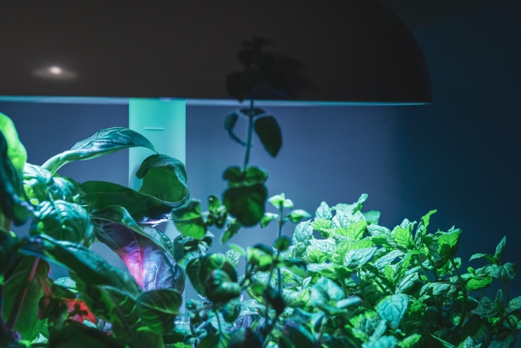 Plantui Smart Garden Plants Below Light Unit 02