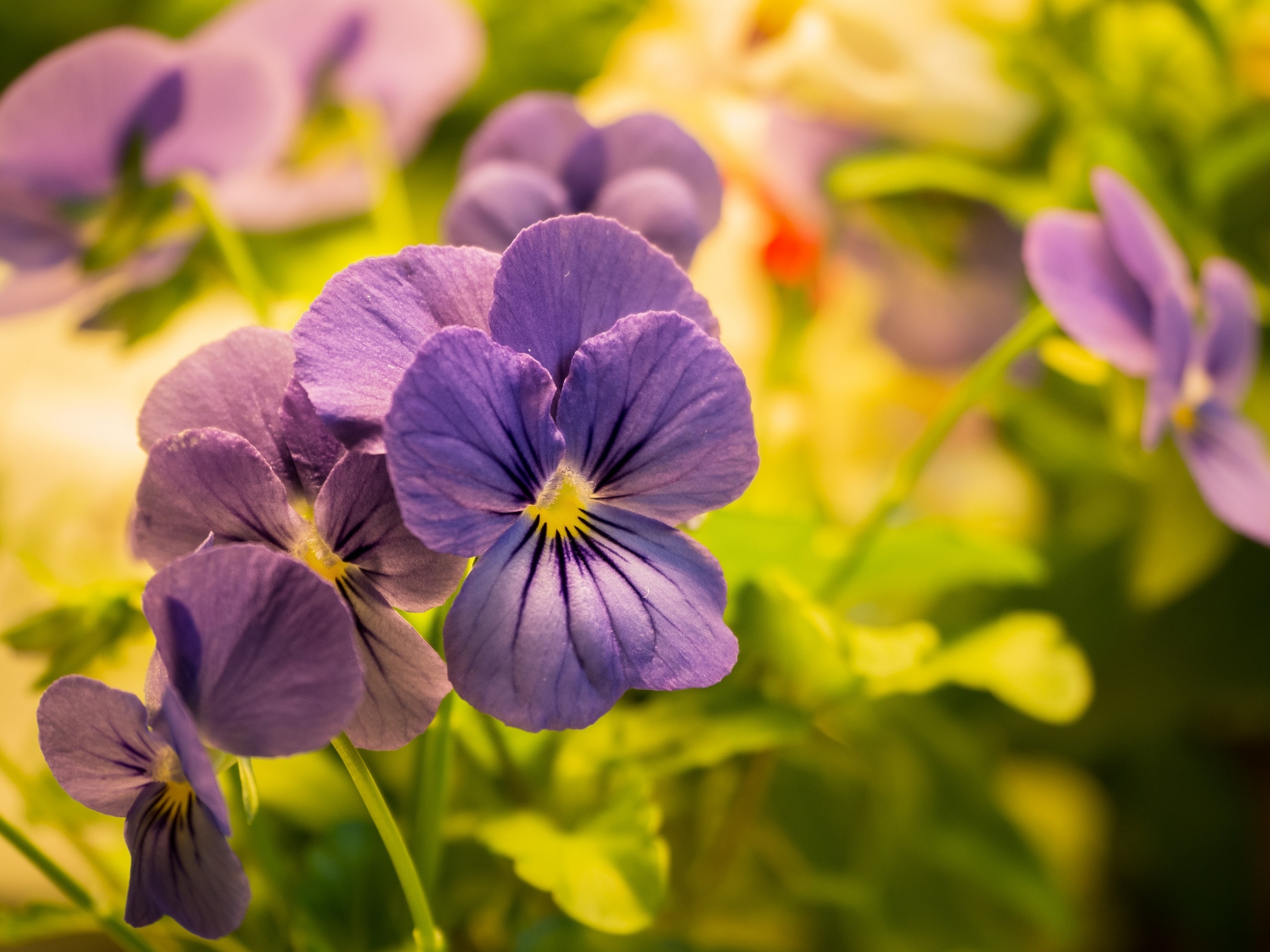 Plantui Smart Garden Viola Purple 01 scaled