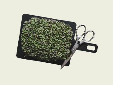 Growing your own microgreens tray Cover picture